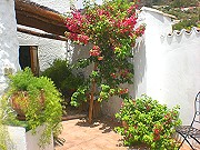 Back terrace - fresh and green Info and links about Andalucia and Malaga