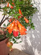 Pomegranite flowers at the rural accommodation Rural accommodation Malaga, Spain: Casa Granadina